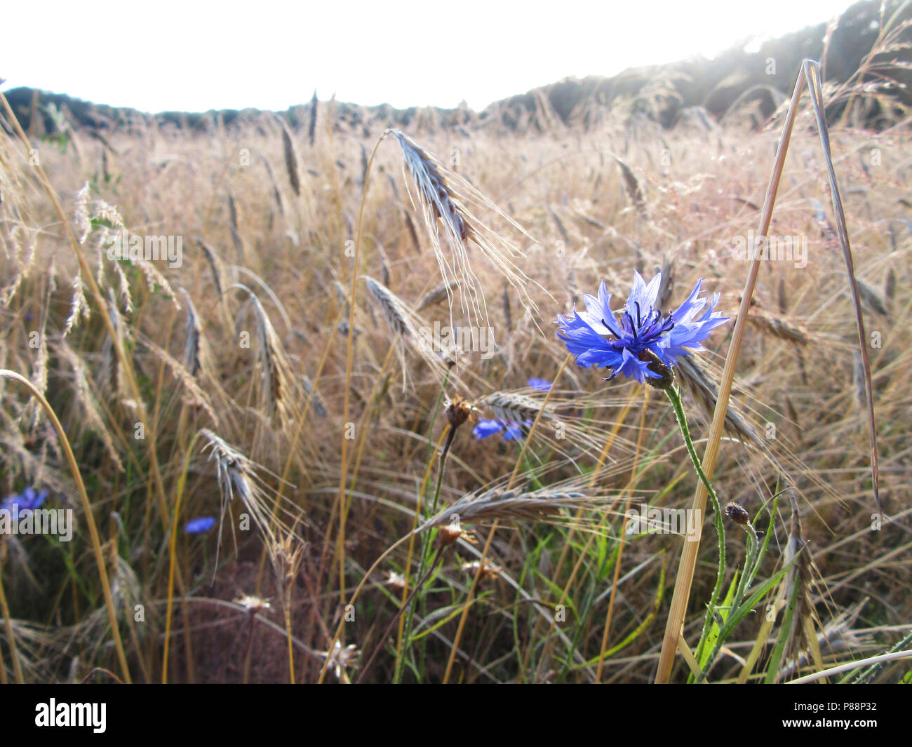 Gewone Korenbloem, Springendal, Twente; Cornflower, Springendal, Twente ...