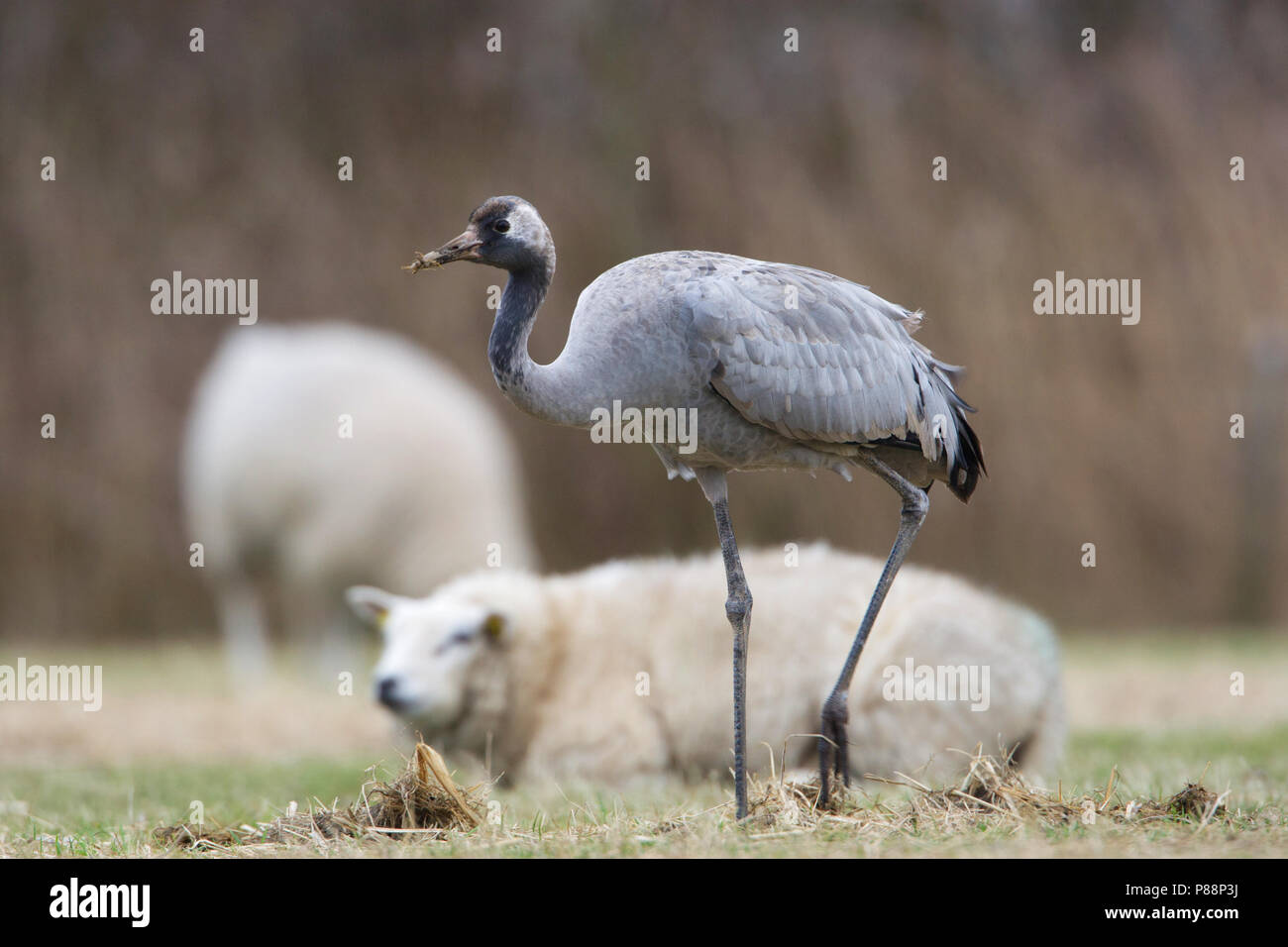 Common Crane on Terschelling, Netherlands Stock Photo