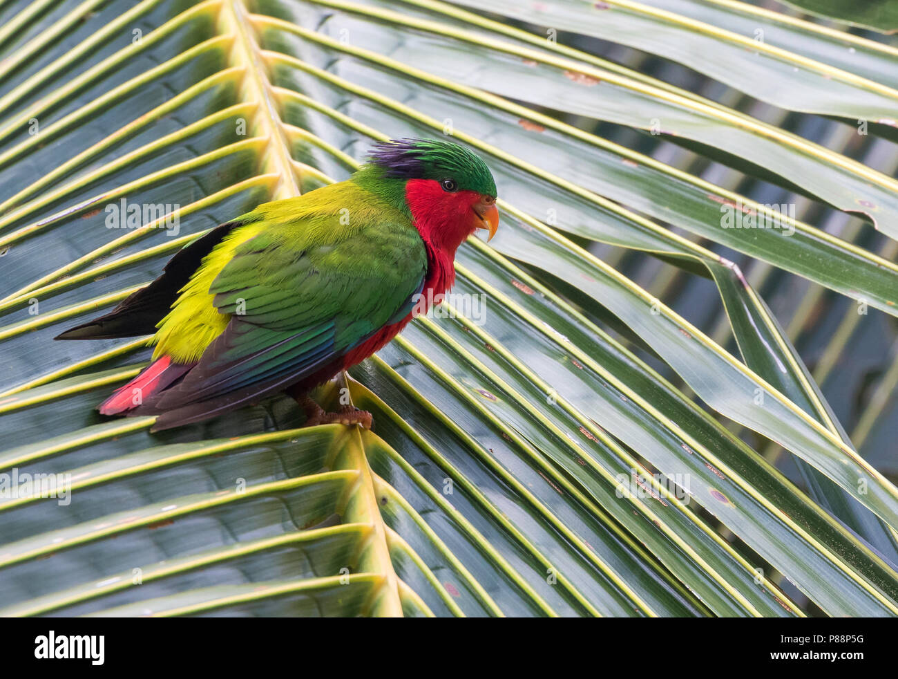 Kuhl's Lorikeet (Vini kuhlii). Now reintroduced, by the Cook Islands Natural Heritage Trust and numerous conservation bodies, to Atiu in the Cook Isla Stock Photo