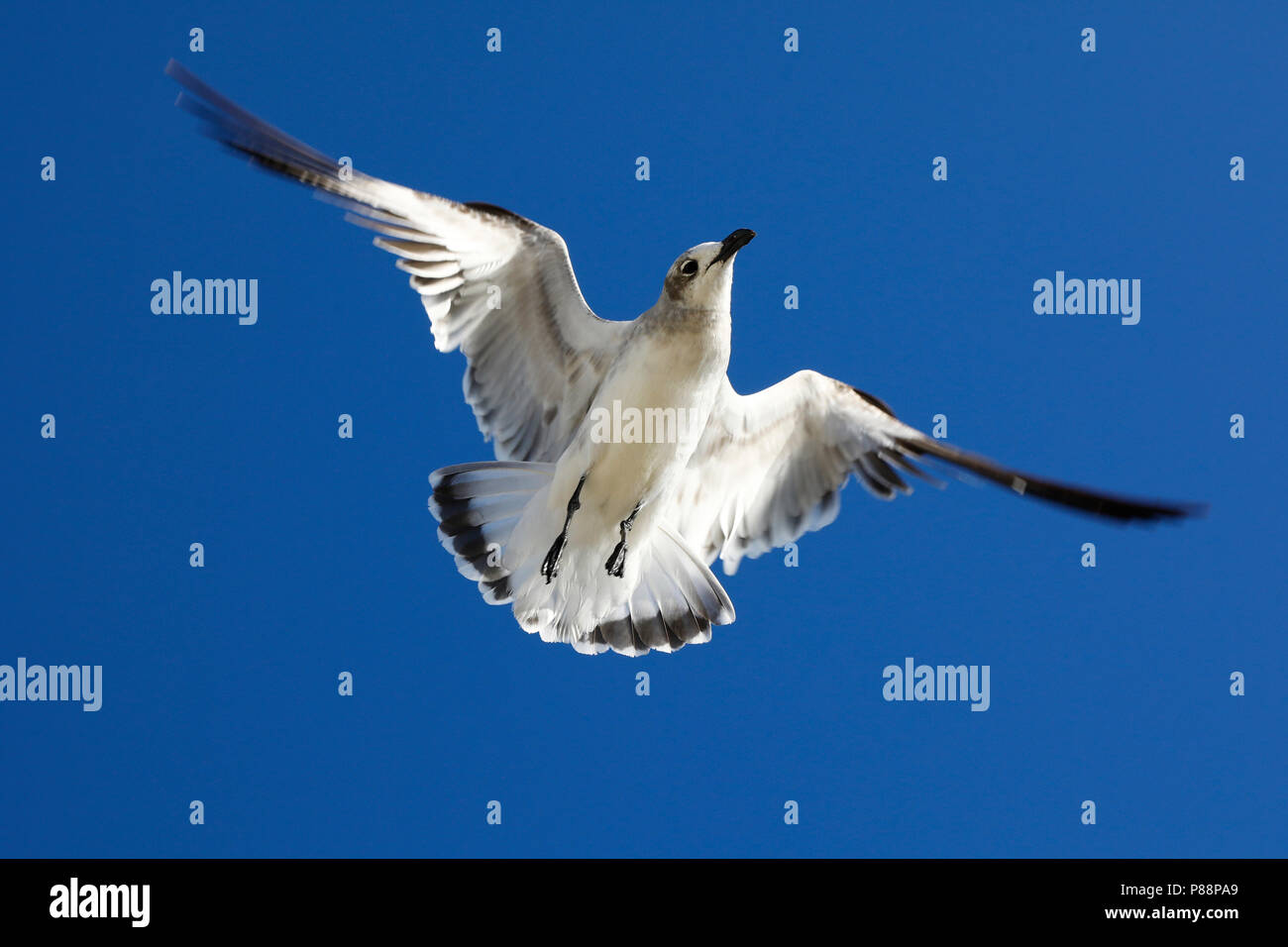 Lachmeeuw; Laughing Gull; Stock Photo