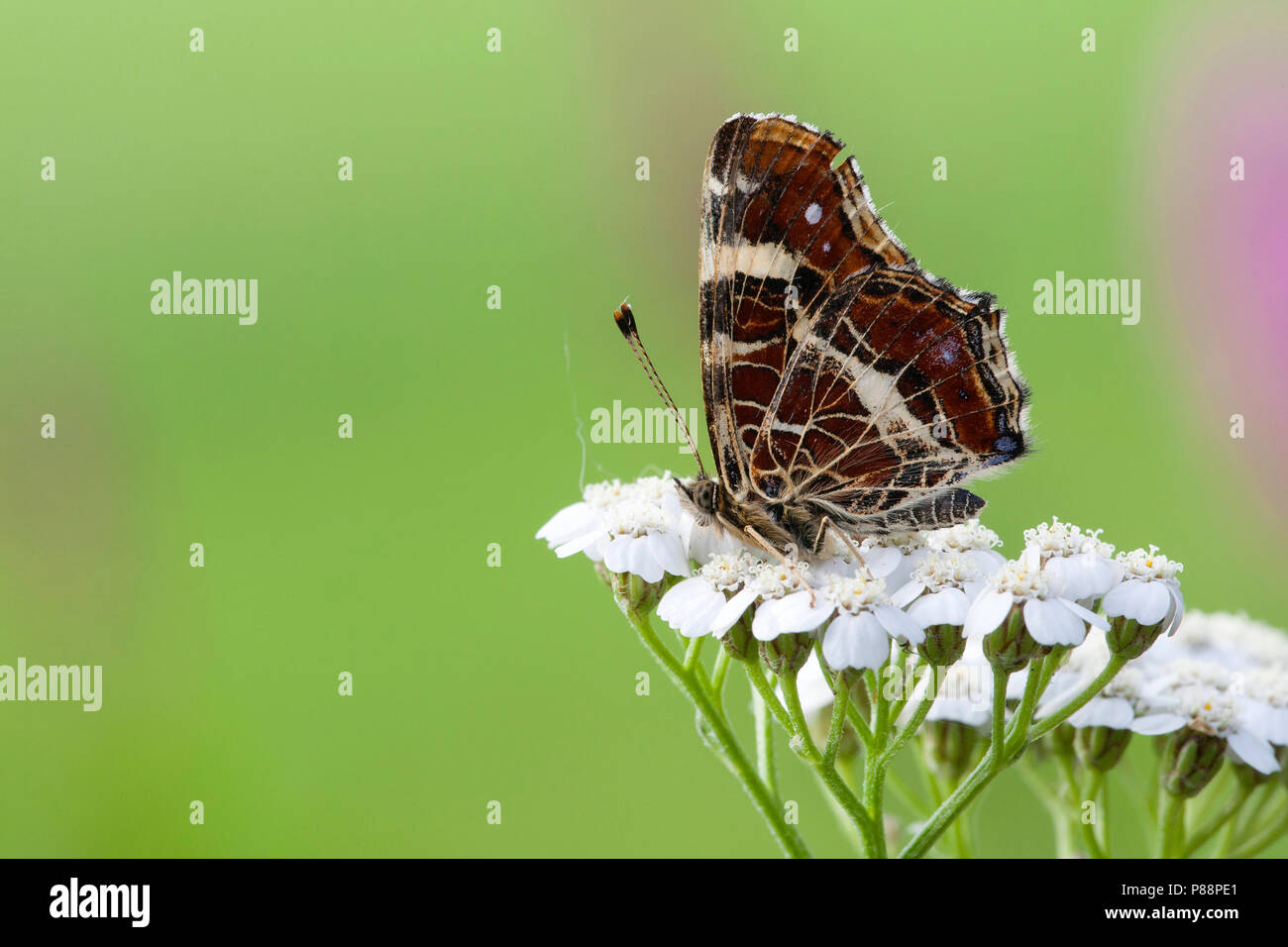 Tweede generatie Landkaartje / Second generation Map butterfly (Araschnia levana prorsa) Stock Photo