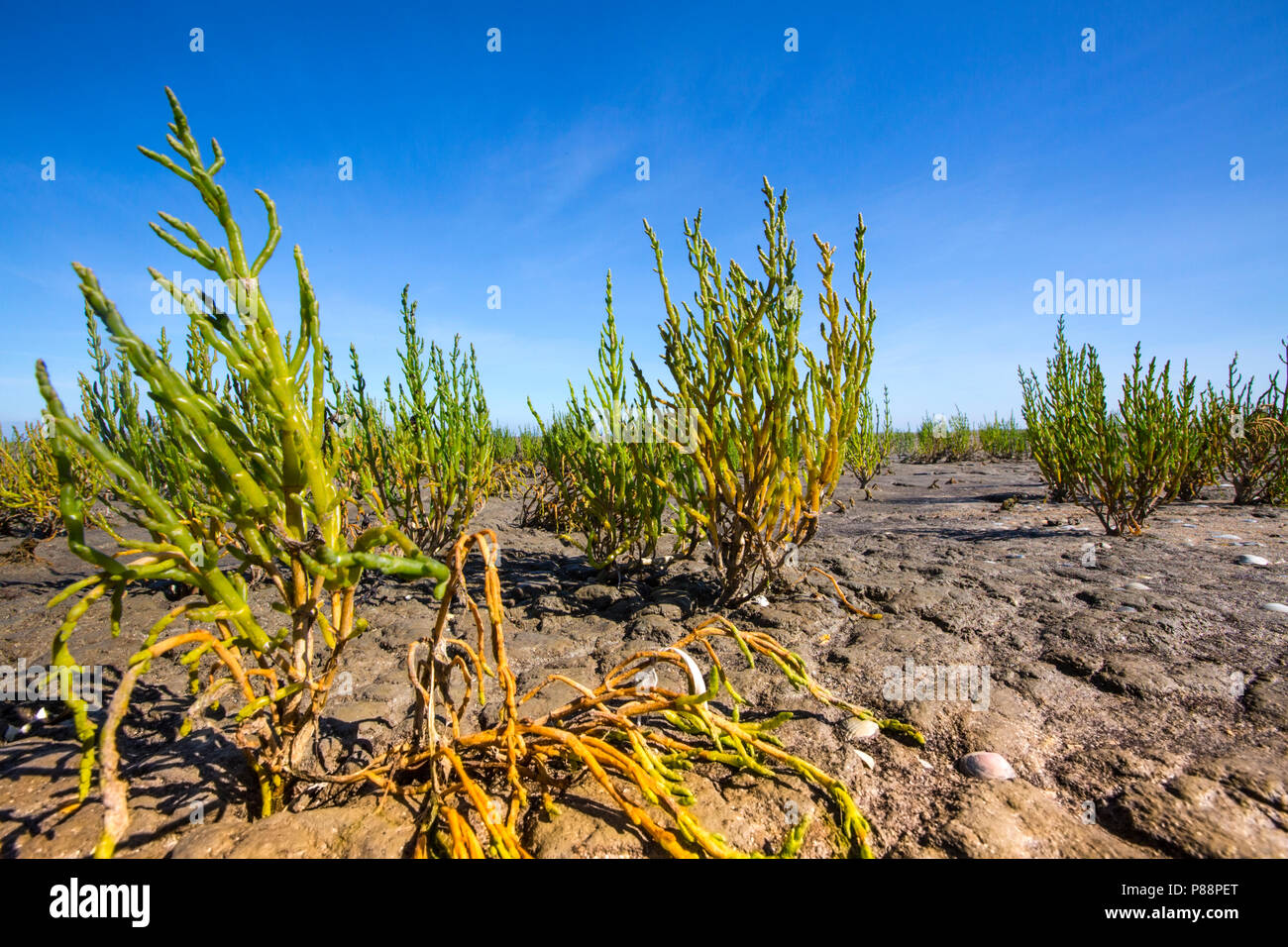 Langarige zeekraal, Long-spiked Glasswort Stock Photo