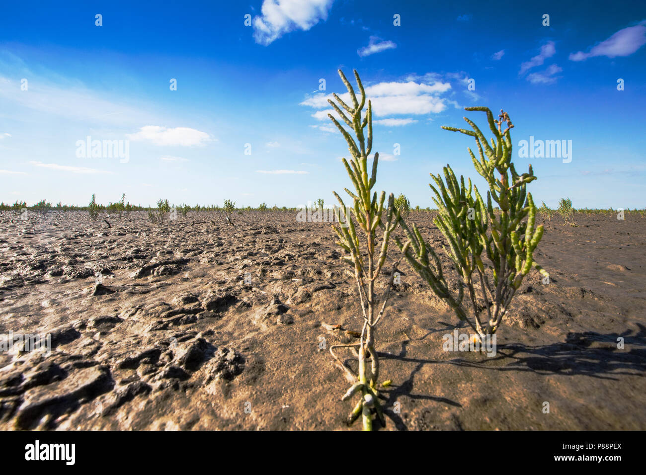 Langarige zeekraal, Long-spiked Glasswort Stock Photo