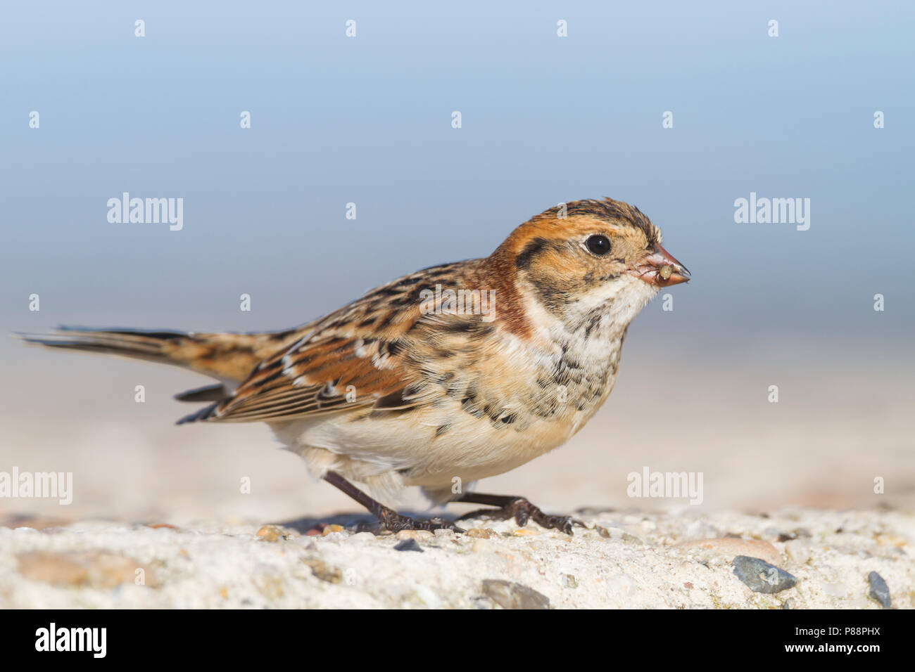 Lapland Longspur - Spornammer - Calcarius lapponicus ssp. lapponicus, Germany Stock Photo