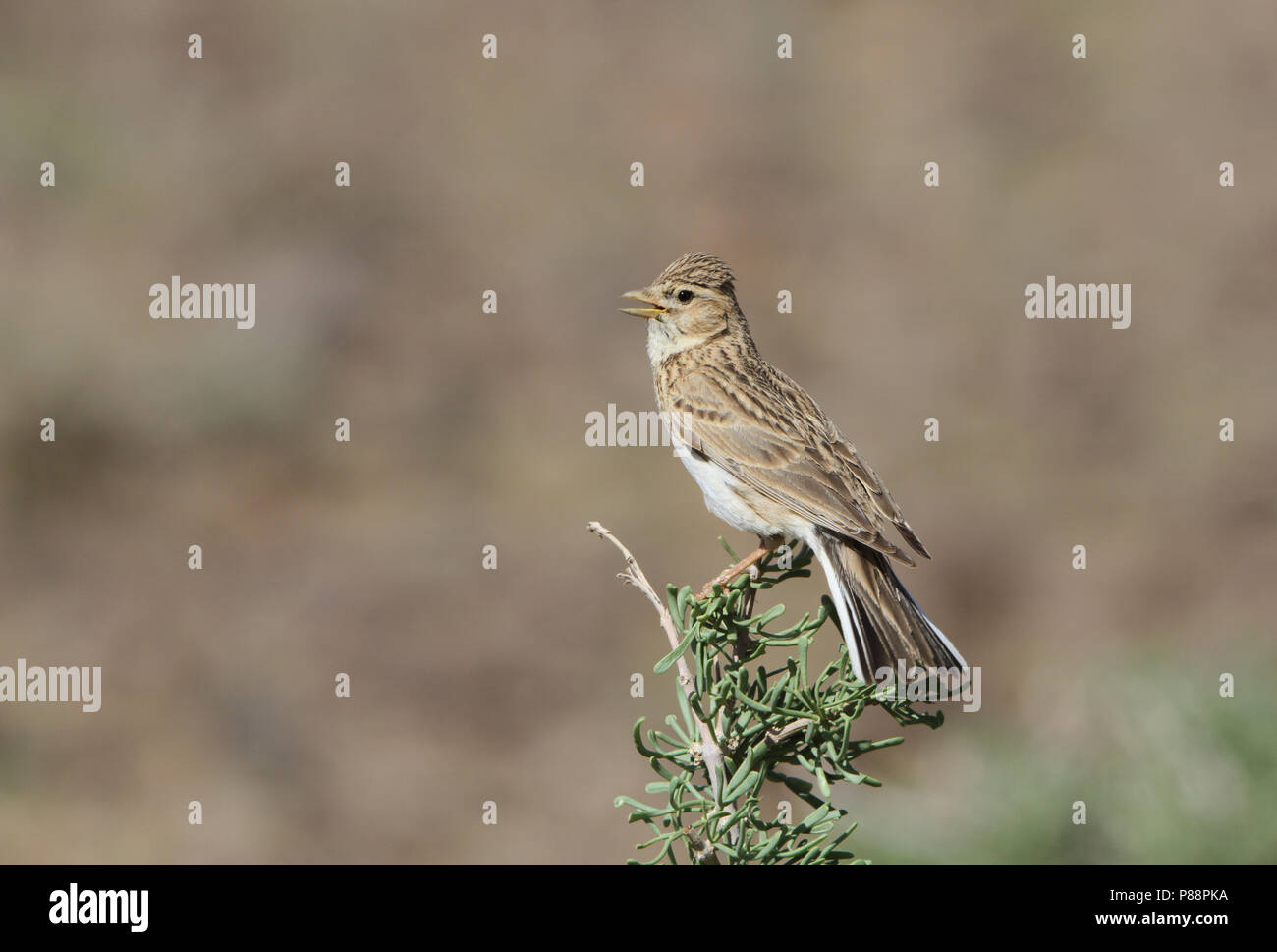 Asian Short-toed Lark (Alaudala cheleensis) singing from a perch in the ...
