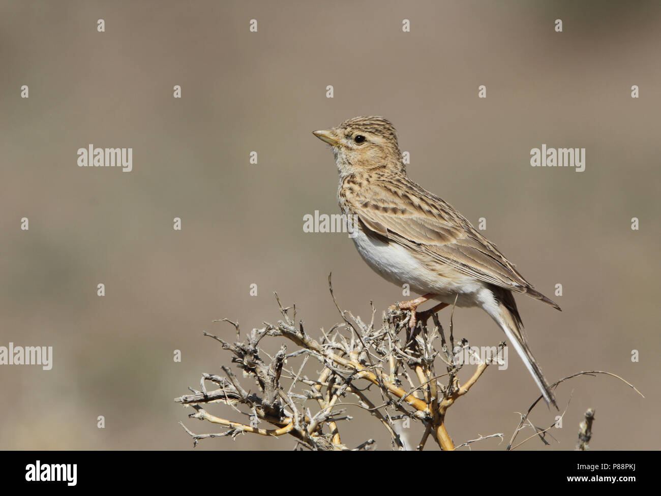 Asian Short-toed Lark (Alaudala cheleensis) standing in Mongolian ...