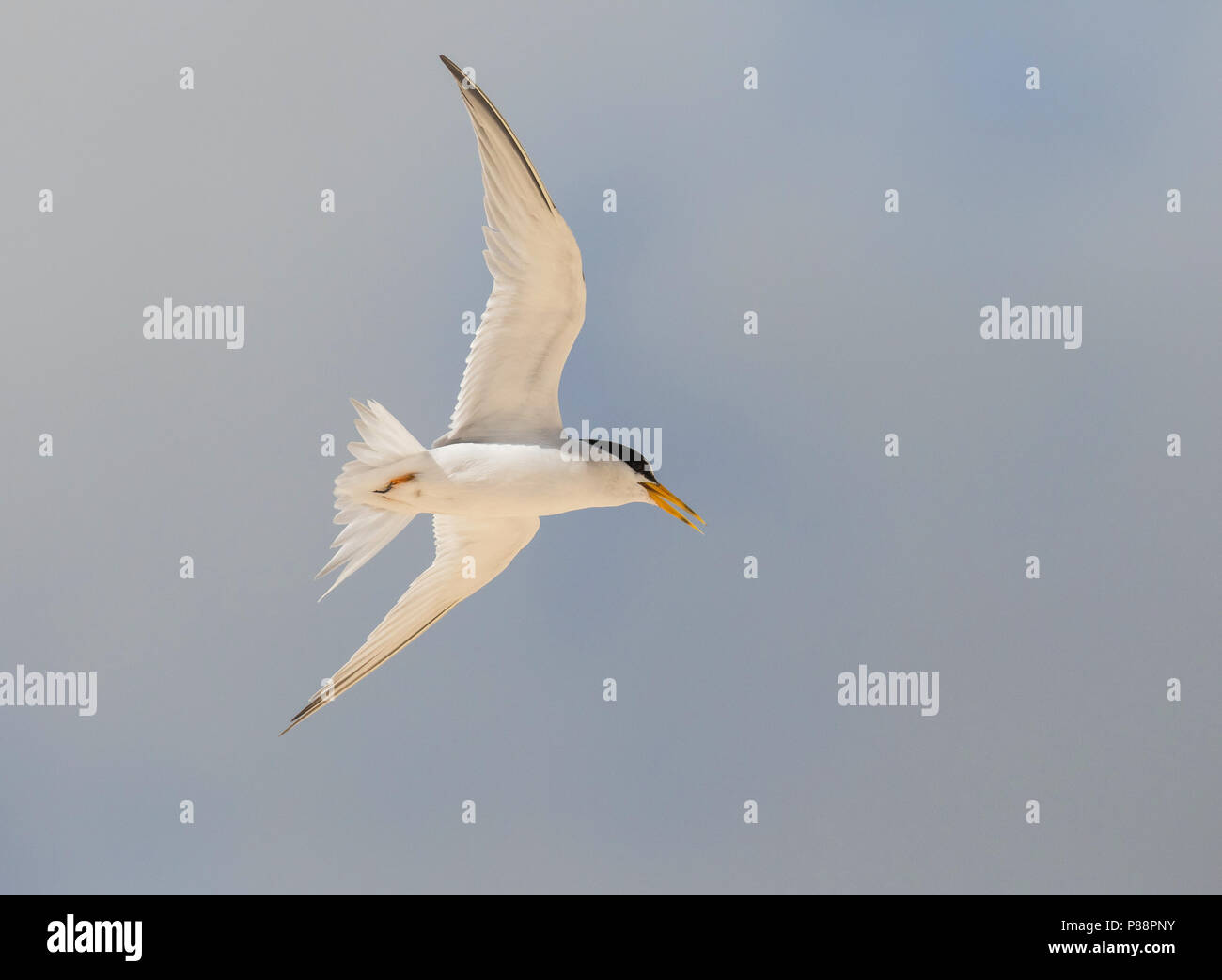 vliegende Amerikaanse Dwergstern; Flying Least Tern (Sternula antillarum) Stock Photo