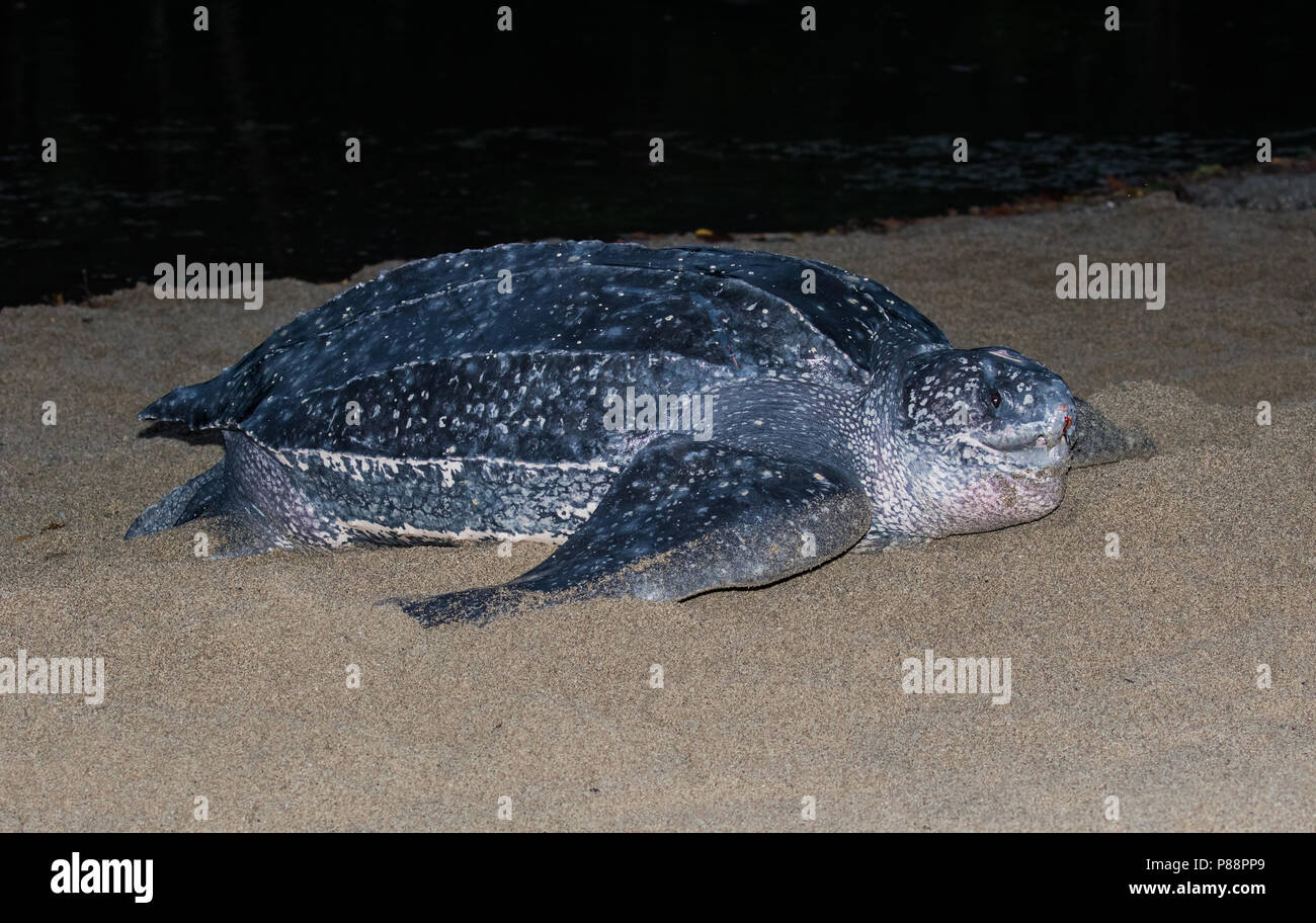 Lederschildpad op strand van Trinidad; Leatherback Sea Turtle (Dermochelys coriacea), on a Trinidad beach Stock Photo