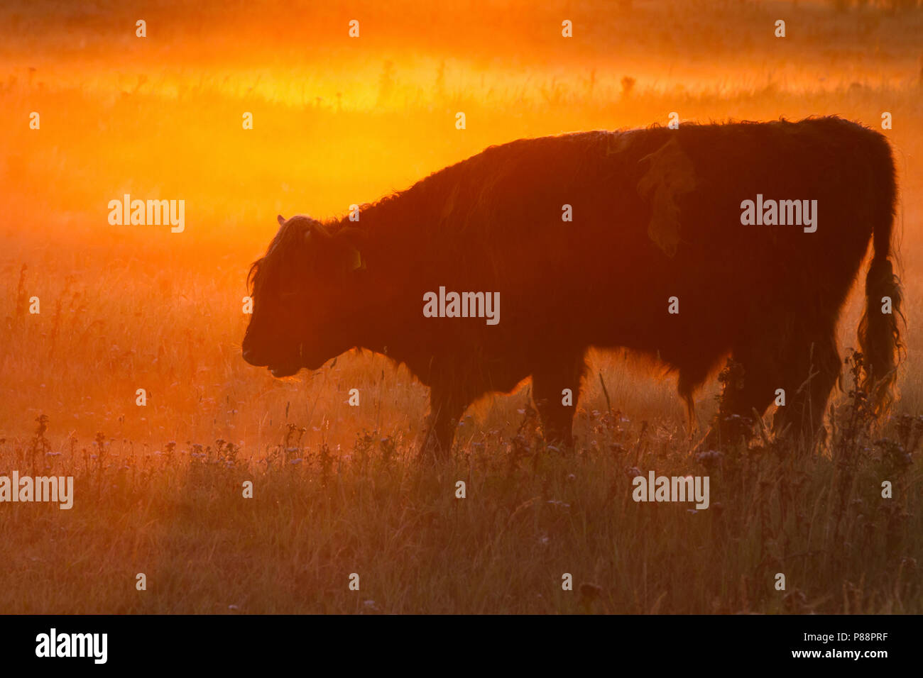 Schotse Hooglander grazend tijdens zonsopkomst; Highland Cow grazing at sunrise Stock Photo