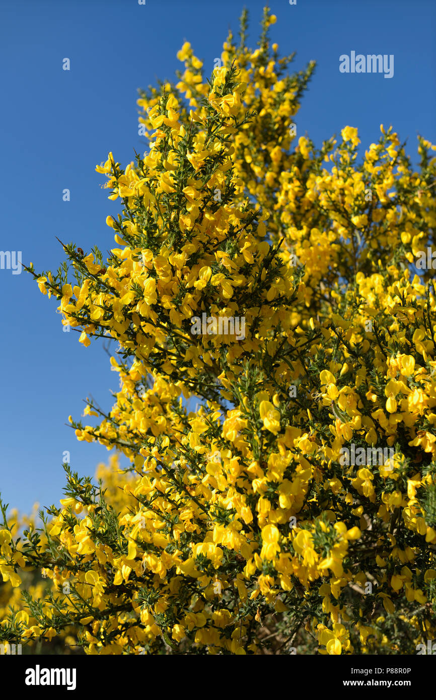 Yellow flowers of Cytisus scoparius common or Scotch broom against a blue sky in North Connel at Oban Airport Scotland UK Stock Photo