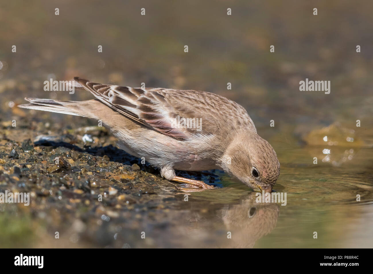 Mongolian finch hi-res stock photography and images - Alamy