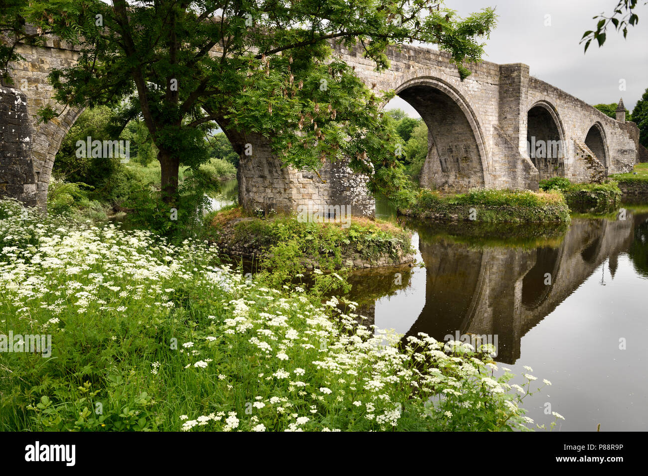 Old Stirling Bridge reflected in the River Forth with medieval stone arches and Queen Annes Lace white flowers on riverbank Stirling Scotland UK Stock Photo