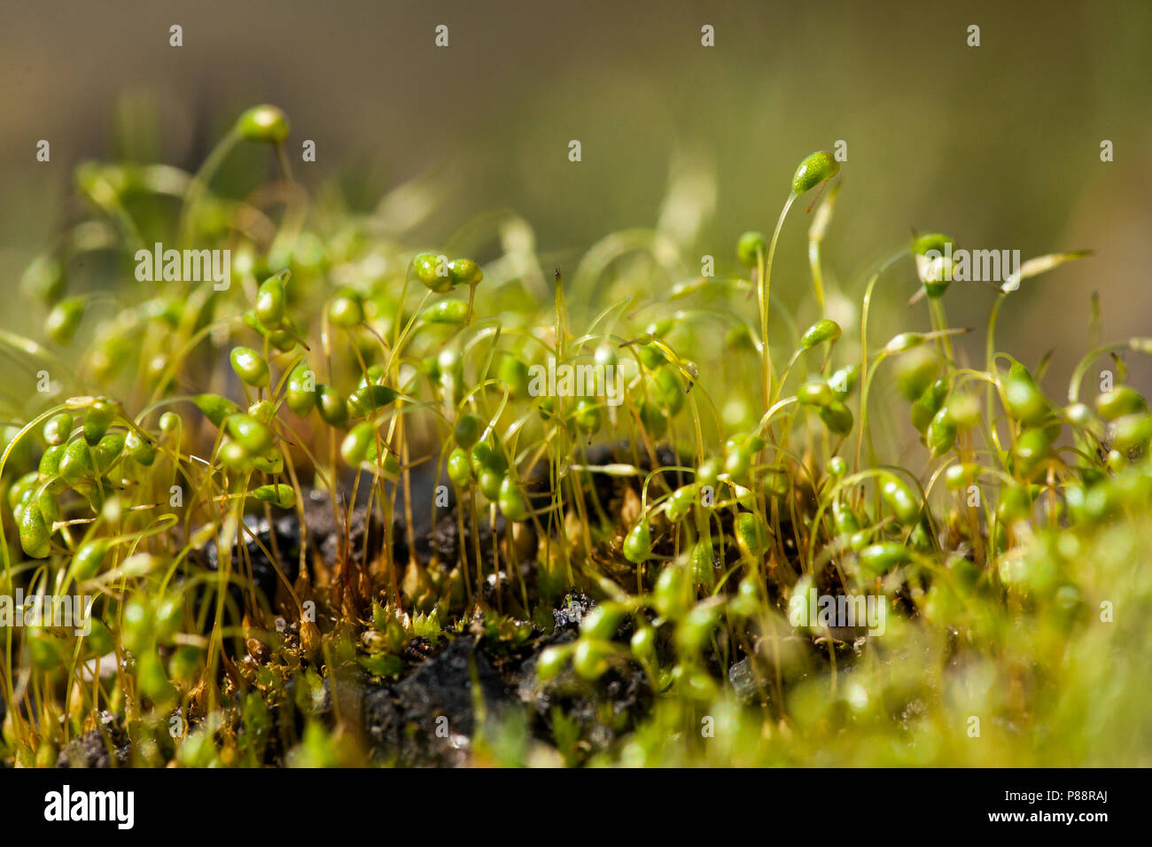 Sporendragend mos, Moss with sporophytes Stock Photo