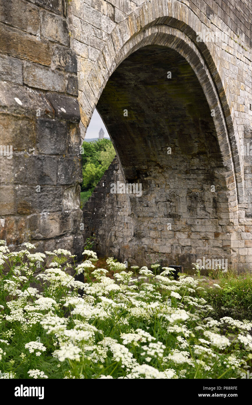 Medieval stone arch of the Old Stirling Bridge over the River Forth with Wallace Monument and white Queen Annes Lace flowers Stirling Scotland UK Stock Photo