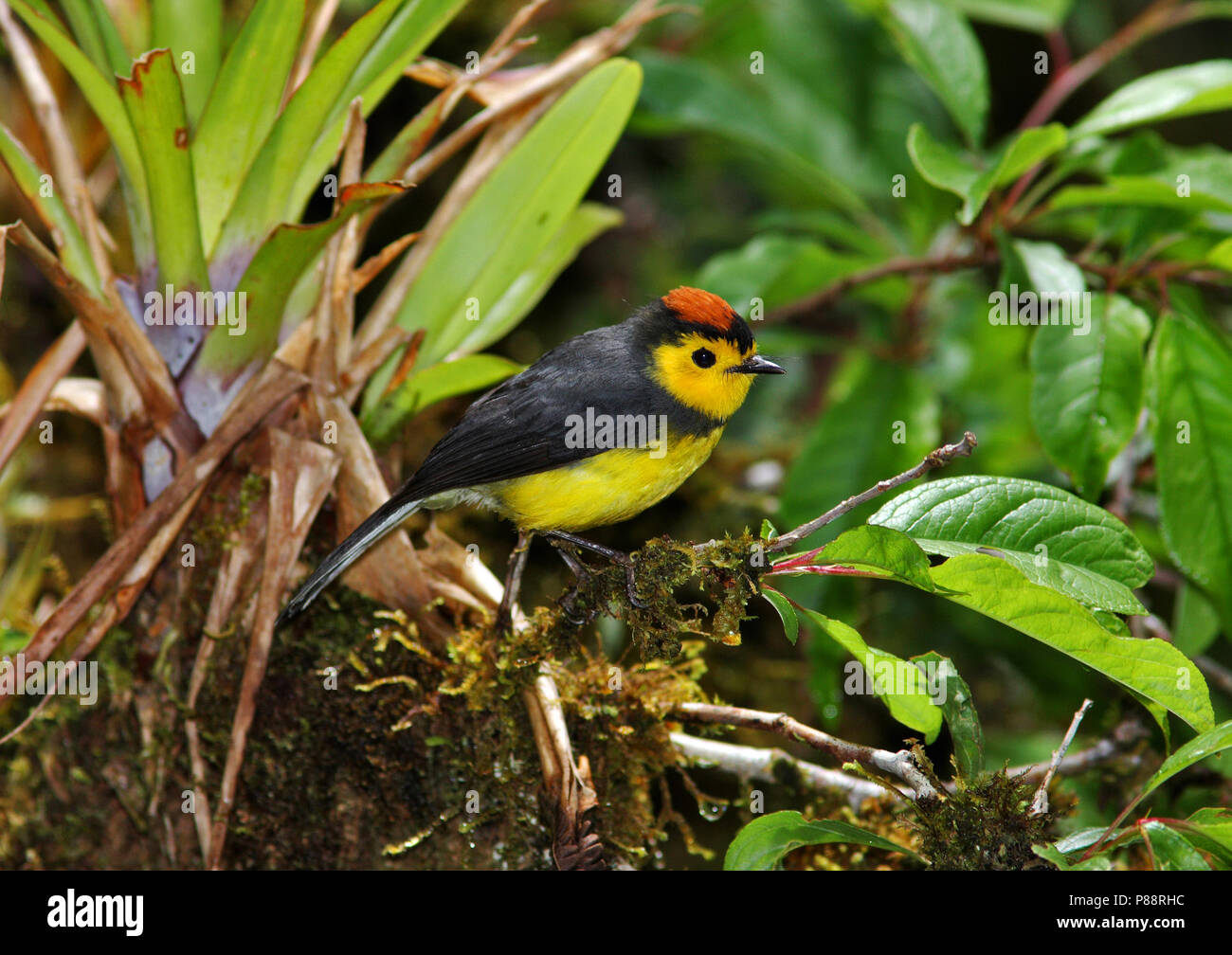 Myioborus hi-res stock photography and images - Alamy