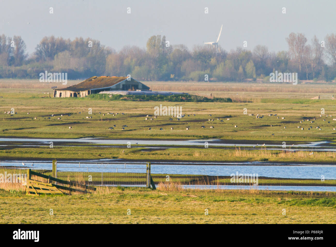 Landscape Netherlands Stock Photo