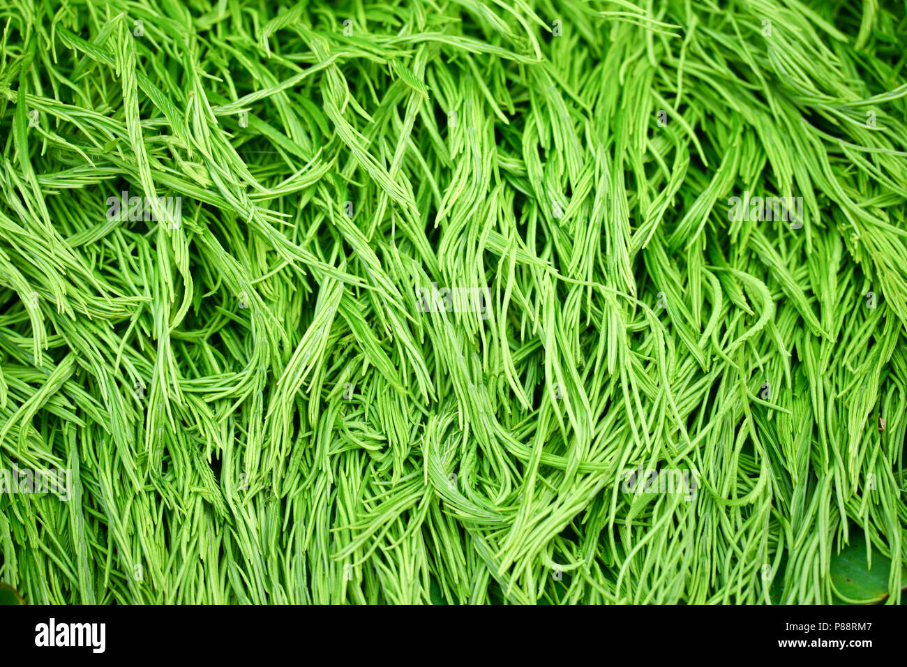 Acacia pennata vegetable Thailand Stock Photo