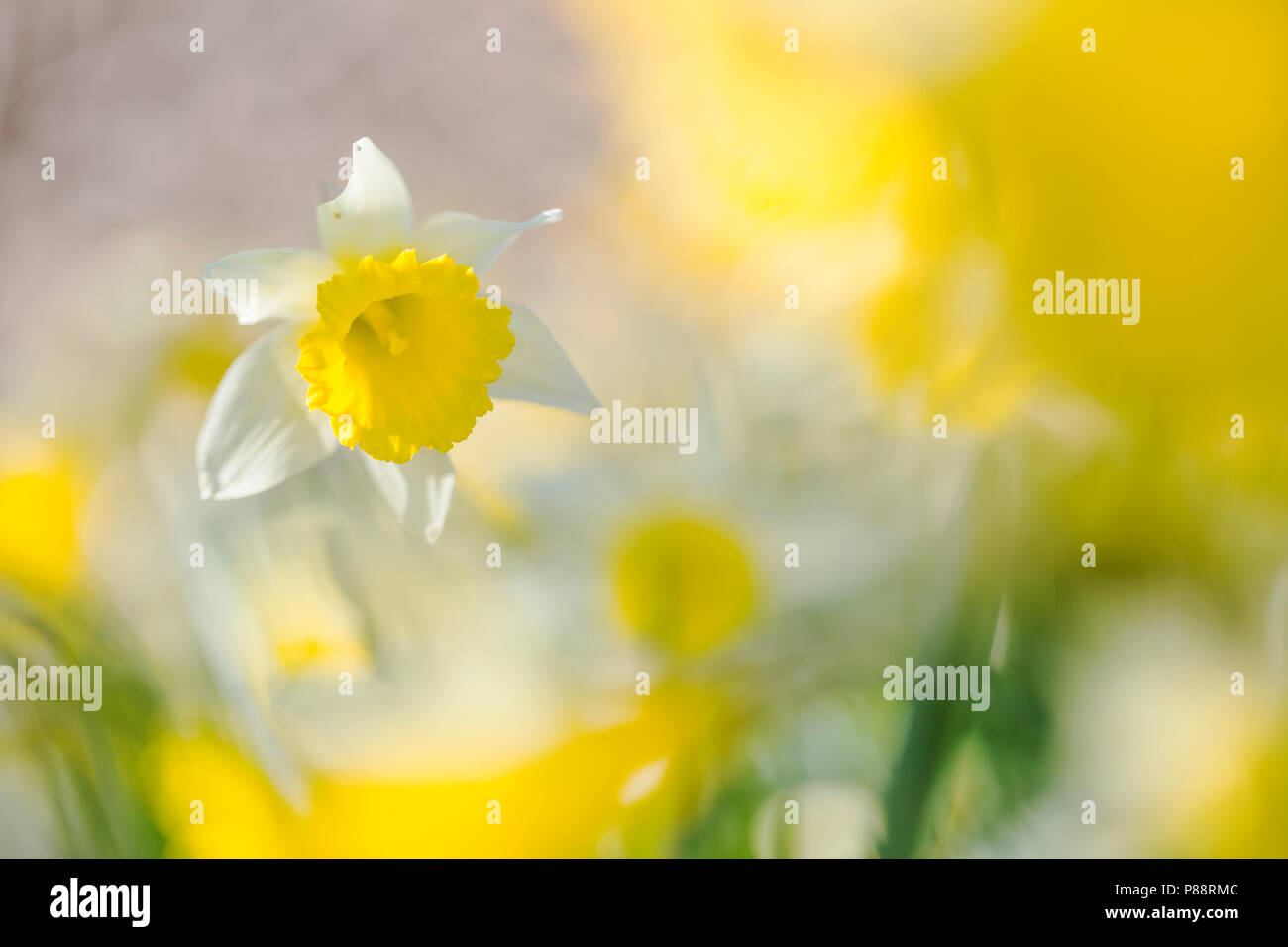 Wilde narcis, Wild Daffodil, Narcissus pseudonarcissus Stock Photo