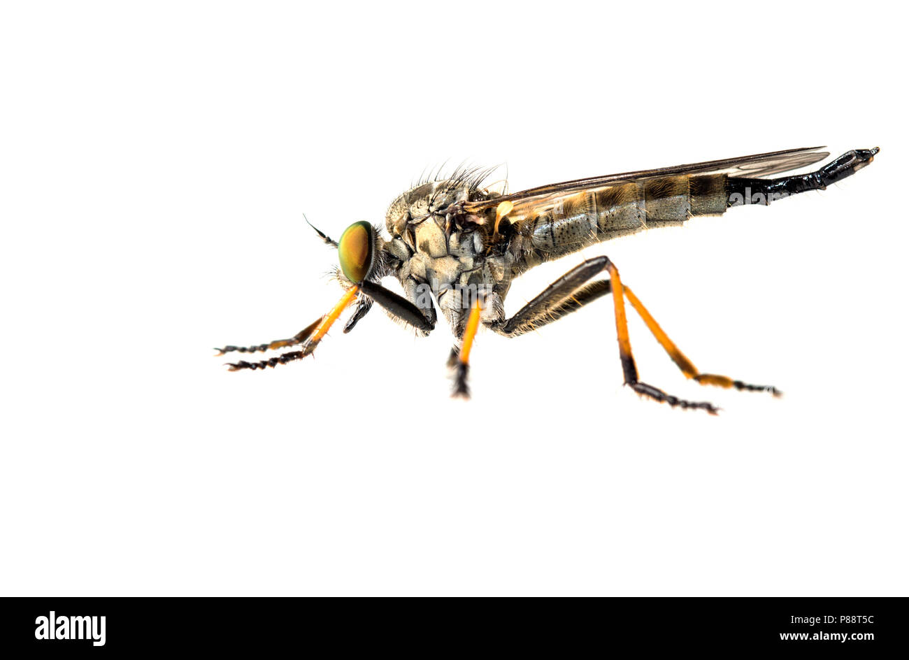 Common Awl Robberfly Neoitamus Cyanurus High Resolution Stock ...