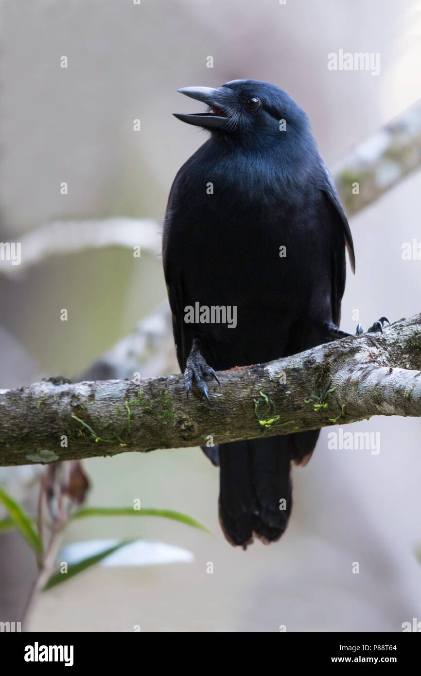 New Caledonian Crow (Corvus moneduloides), a species that is capable of tool use. Stock Photo
