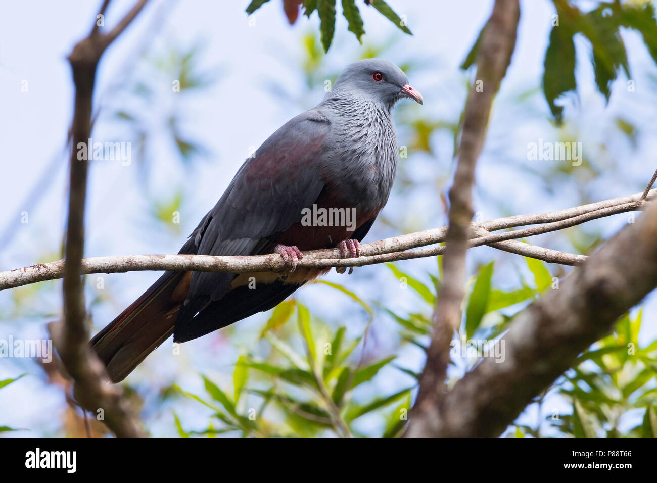 Goliath Imperial Pigeon (Ducula goliath) an endemic pigeon from New Caledonia. The species's population size is estimated at about 10,000 birds. Stock Photo