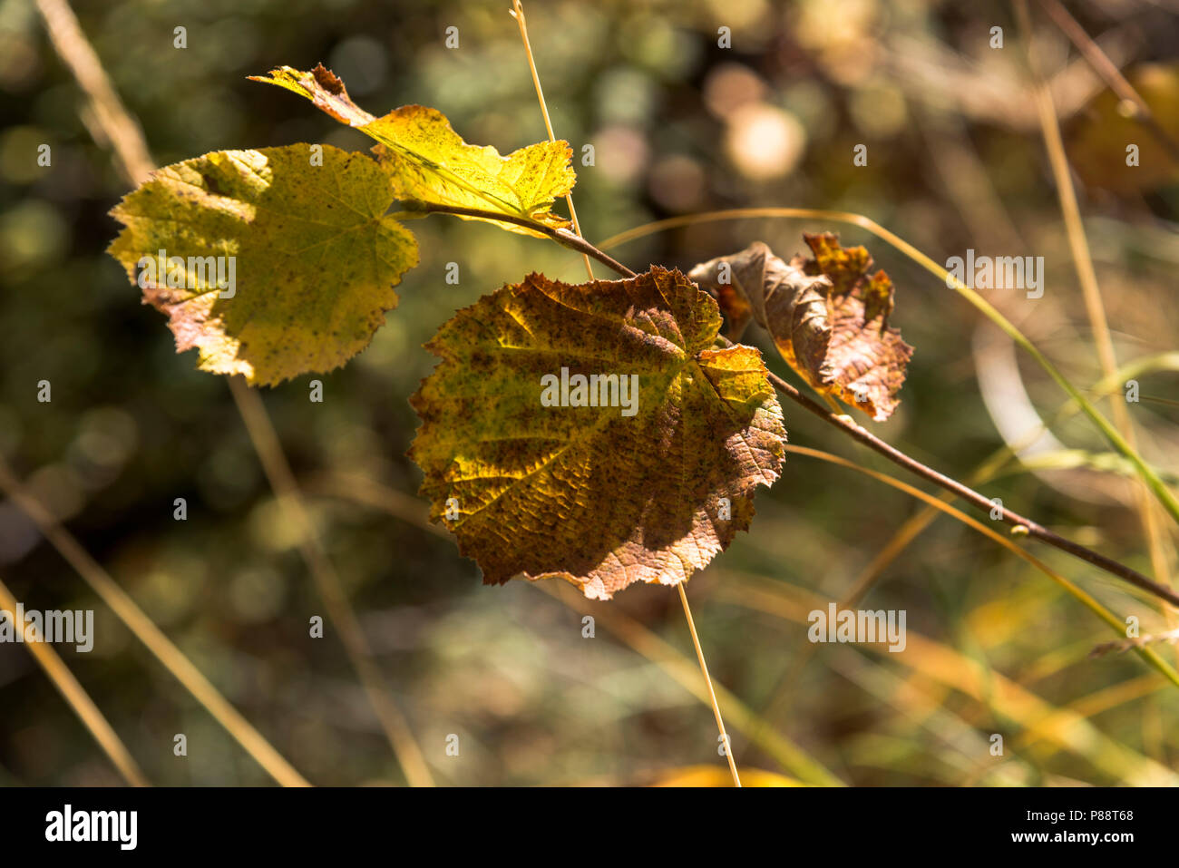 Hojas de colores hi-res stock photography and images - Alamy
