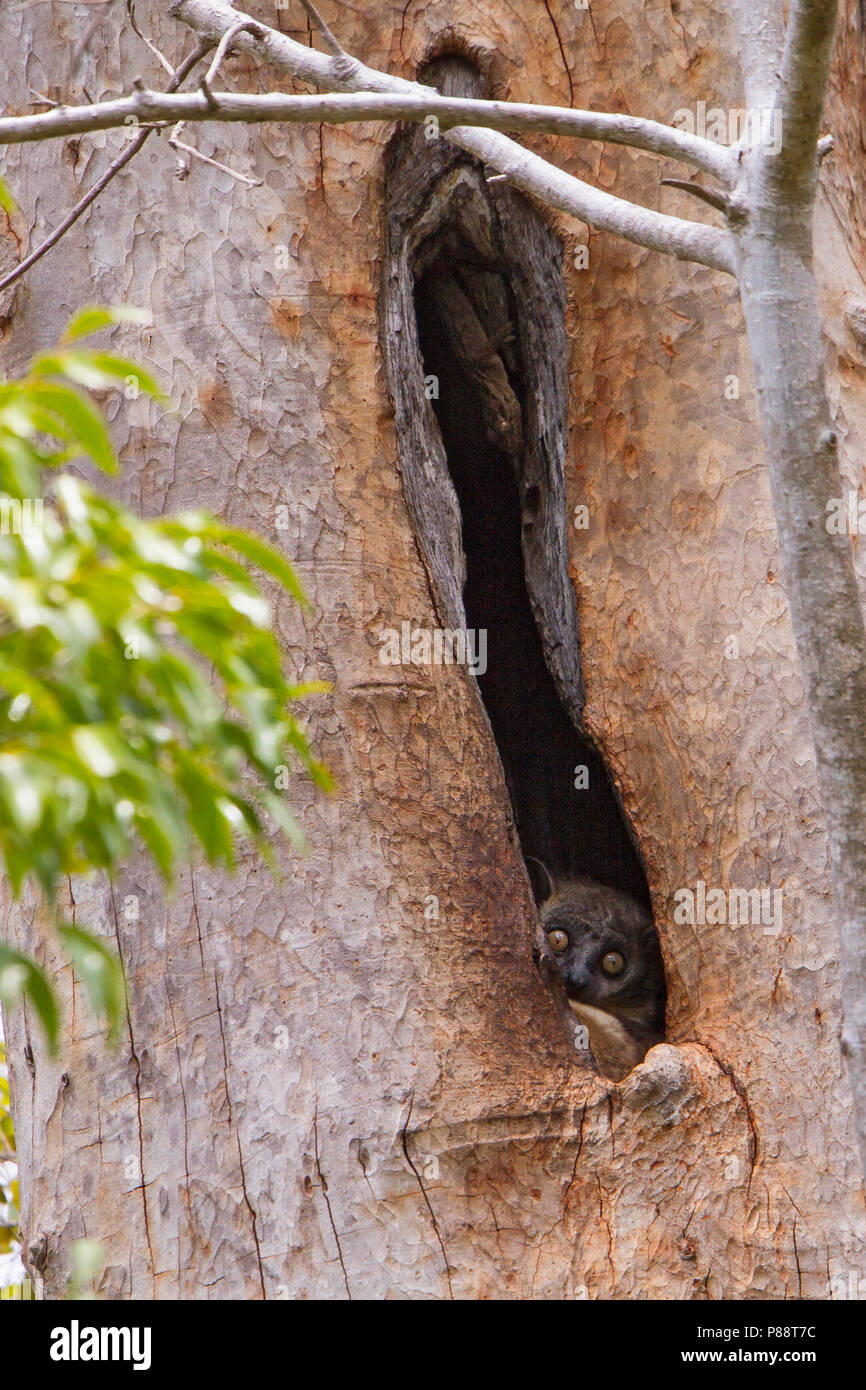 Night Lemur staring out of hole in a tree Stock Photo - Alamy