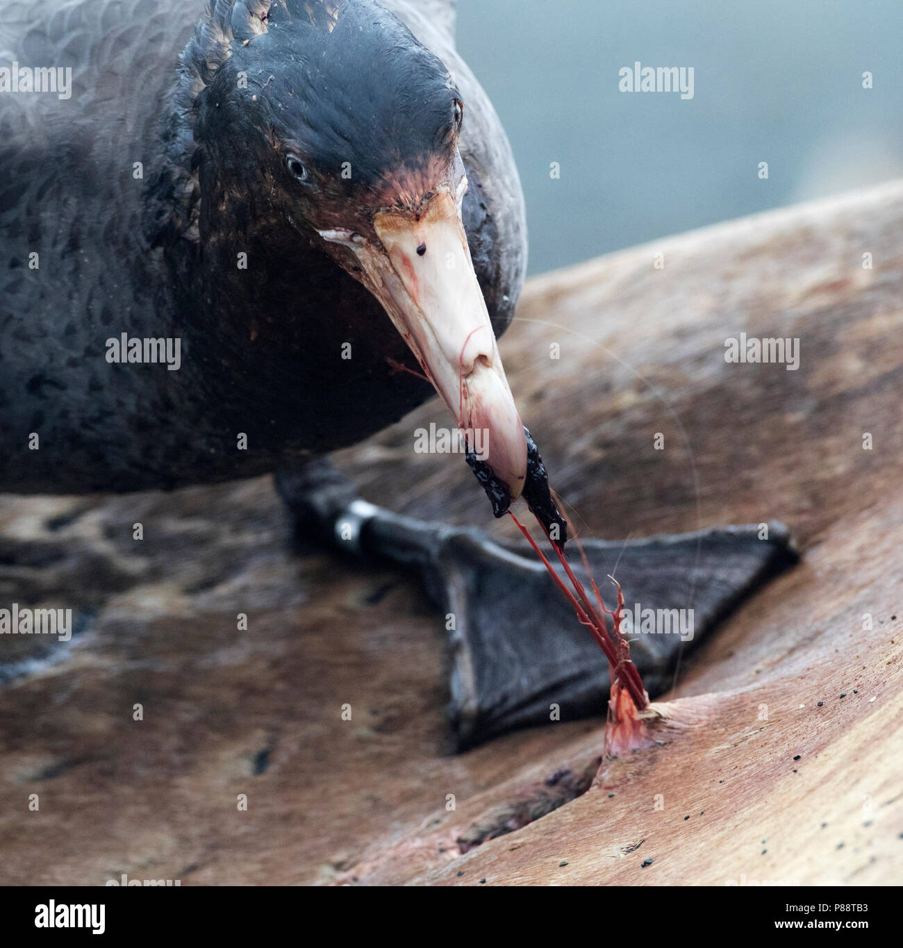 Halls giant petrel hi-res stock photography and images - Alamy