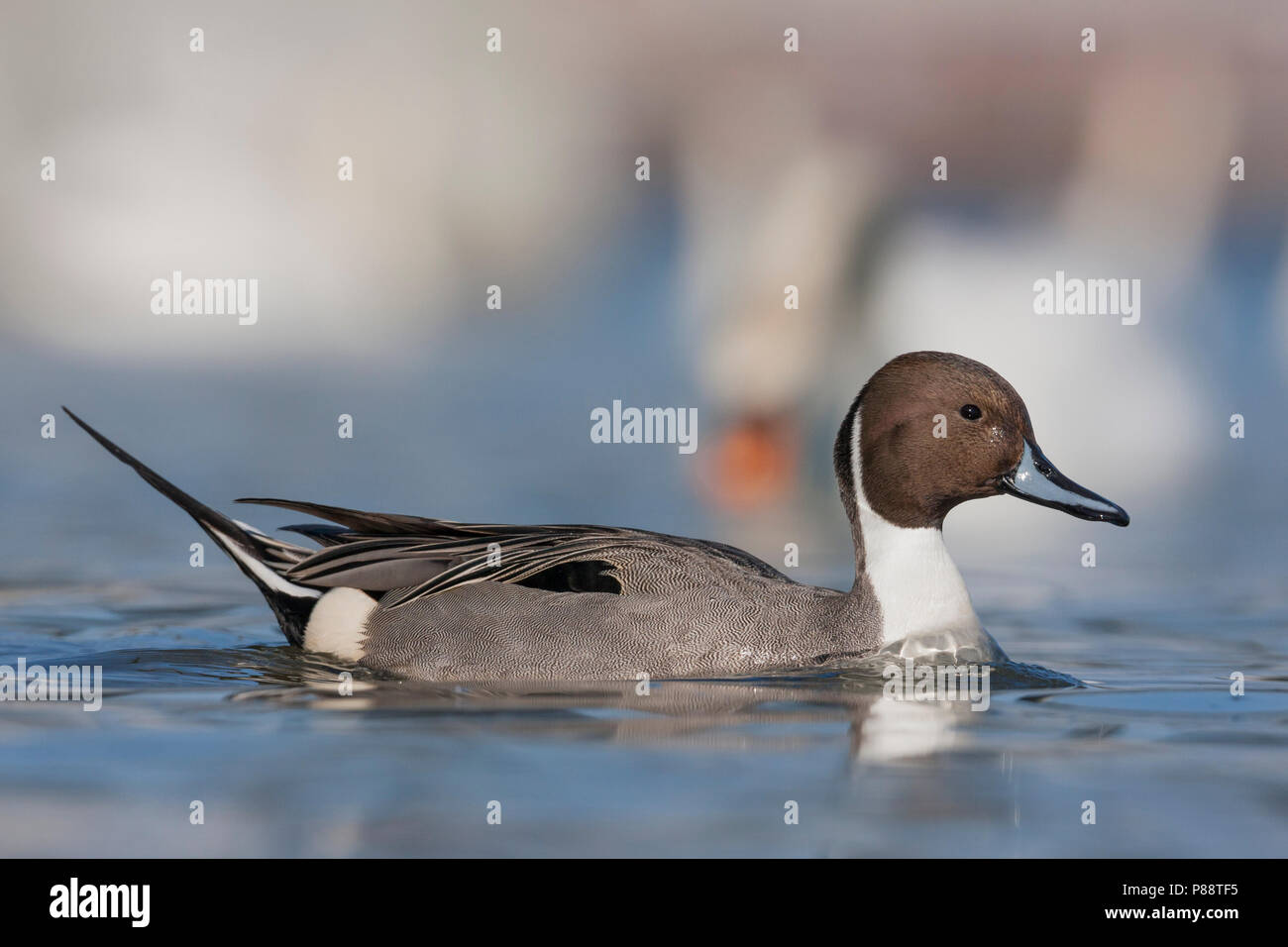 Northern Pintail, Pijlstaart, Anas acuta, Germany, adult male Stock Photo