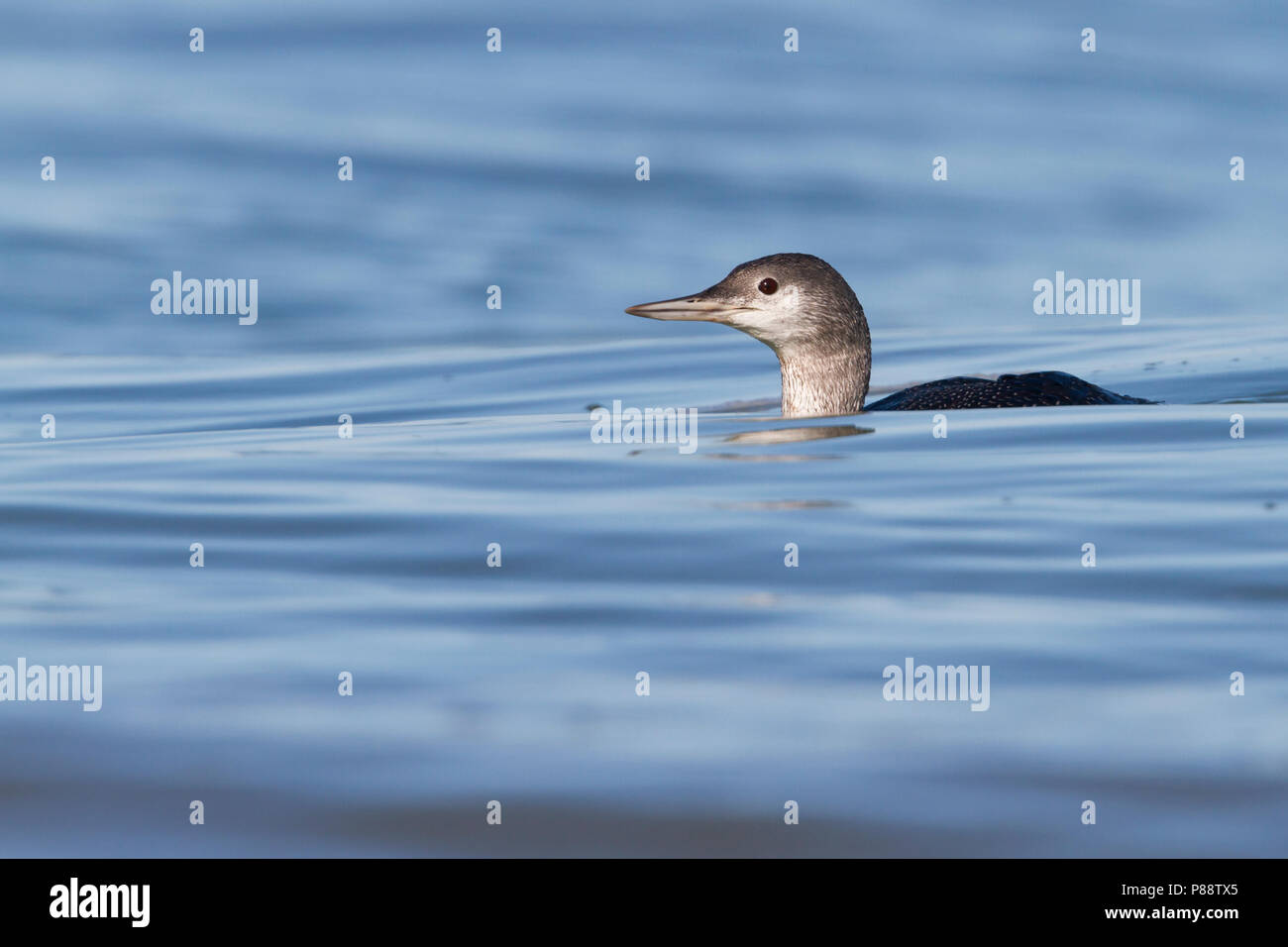 Red-throated Loon - Sterntaucher - Gavia stellata, Germany, 1st cy Stock Photo