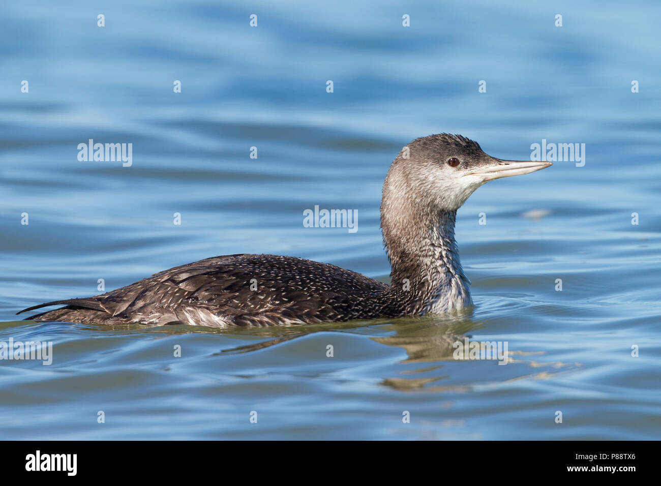 Red-throated Loon - Sterntaucher - Gavia stellata, Germany, 1st cy Stock Photo