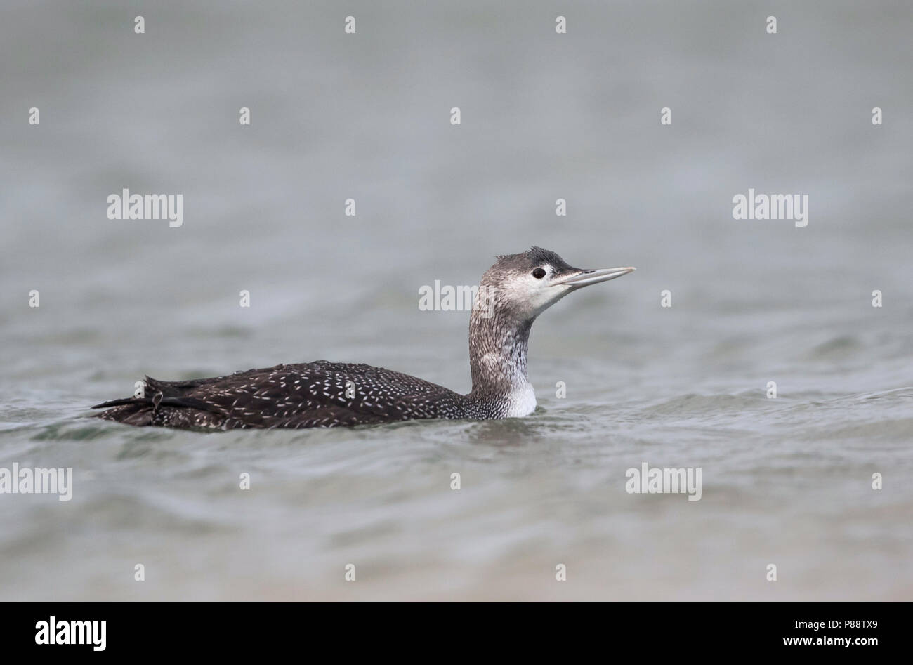 Red-throated Loon - Sterntaucher - Gavia stellata, Germany, 1st cy Stock Photo