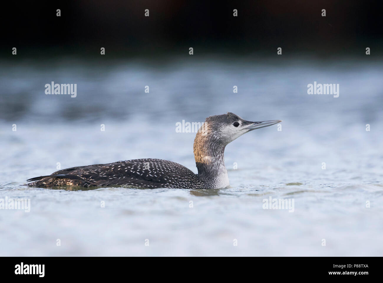 Red-throated Loon - Sterntaucher - Gavia stellata, Germany, 1st cy Stock Photo