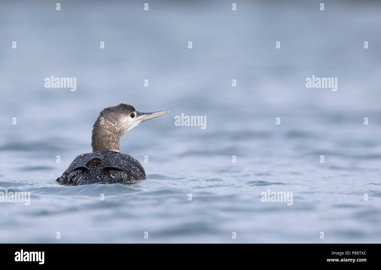 Red-throated Loon - Sterntaucher - Gavia stellata, Germany, 1st cy Stock Photo