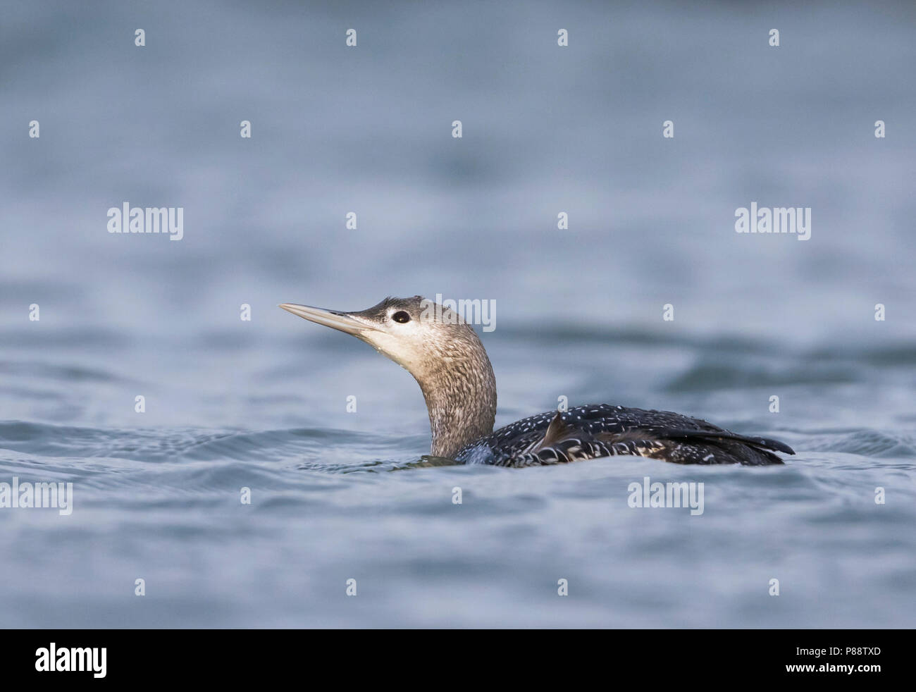 Red-throated Loon - Sterntaucher - Gavia stellata, Germany, 1st cy Stock Photo