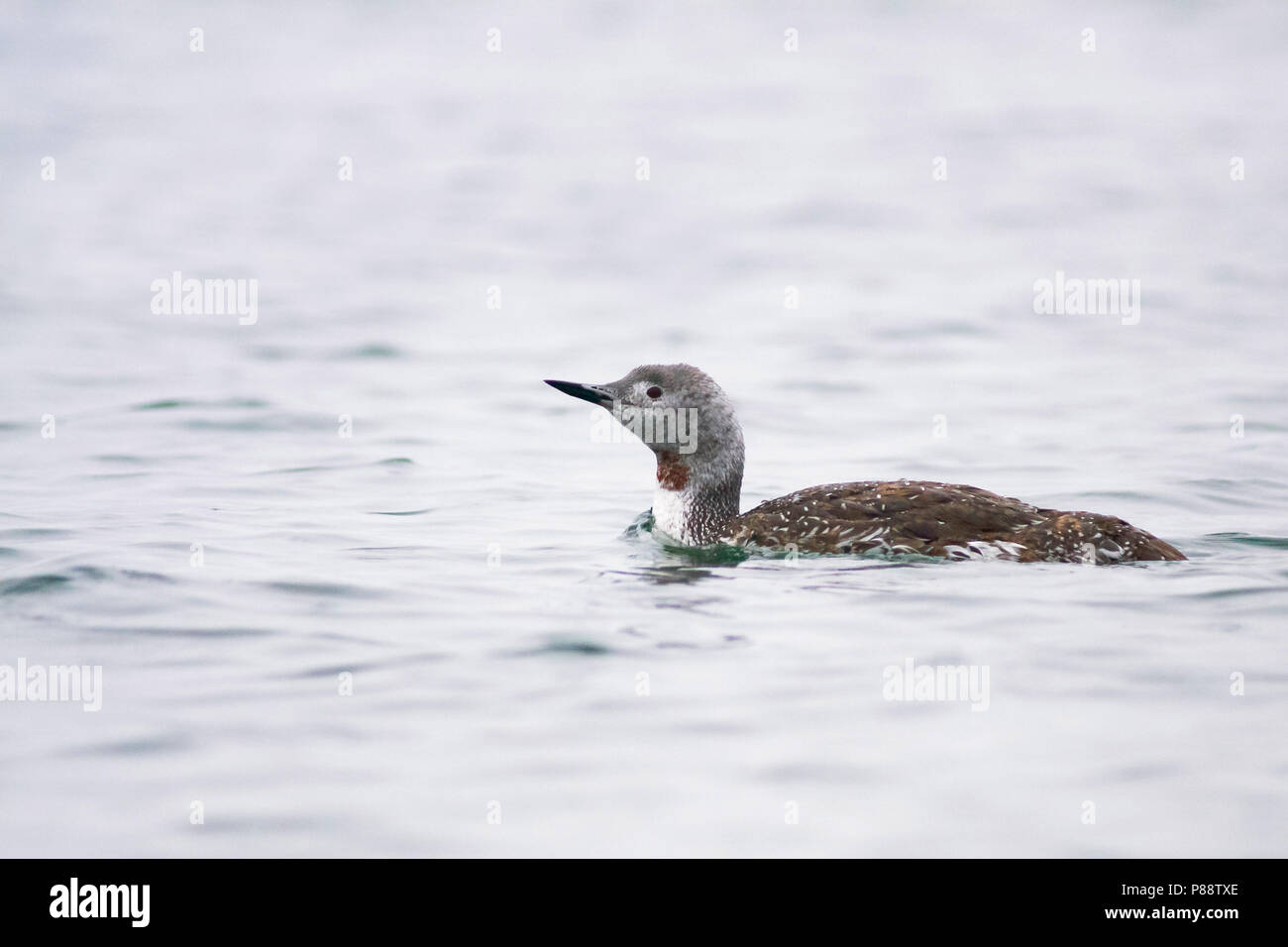Red-throated Loon - Sterntaucher - Gavia stellata, Germany, adult moulting to winter plumage Stock Photo