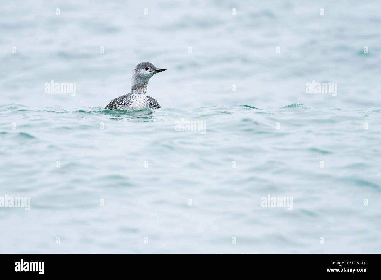 Red-throated Loon - Sterntaucher - Gavia stellata, Germany, adult moulting to winter plumage Stock Photo