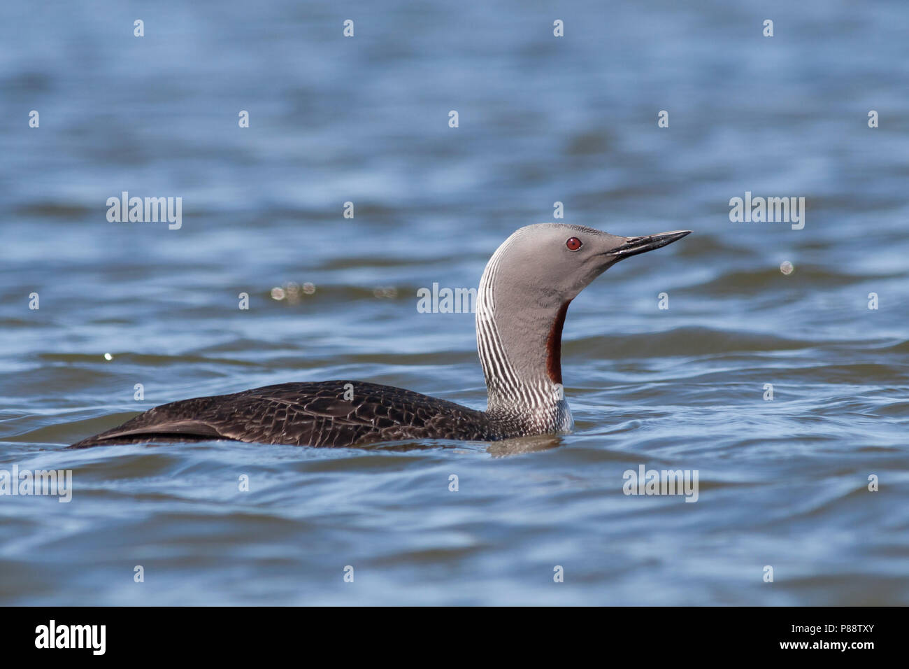 Red-throated Loon - Sterntaucher - Gavia stellata, Iceland, adult breeding Stock Photo