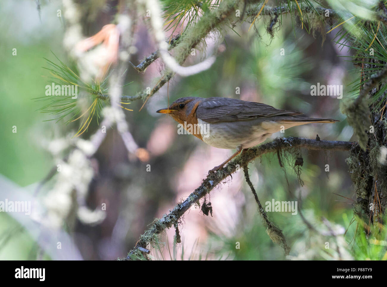 Red-throated Thrush - Rotkehldrossel - Turdus ruficollis, Russia, adult Stock Photo