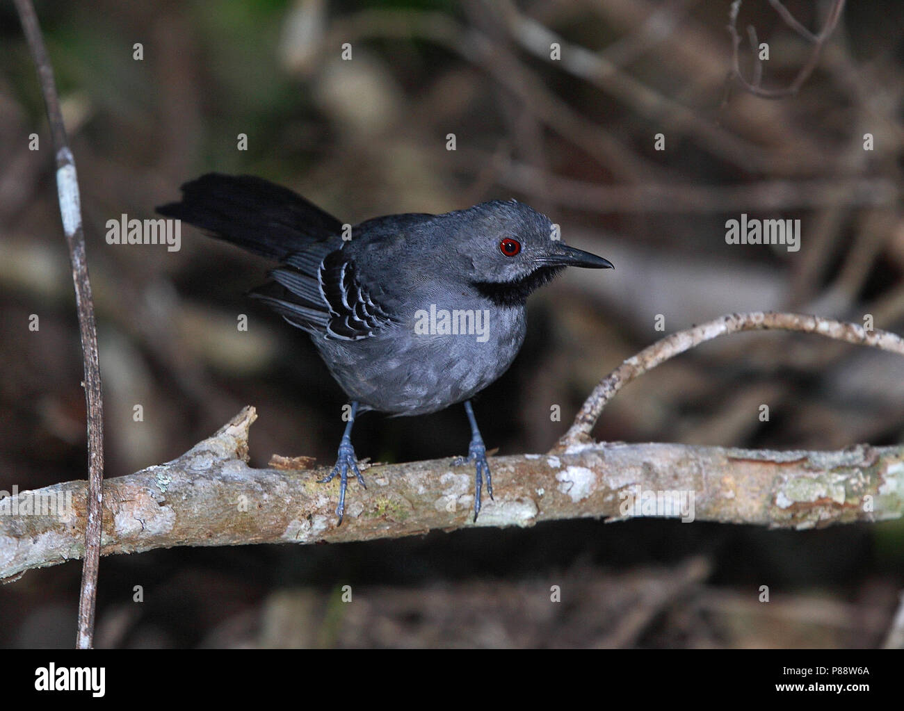 Male Slender Antbird (Rhopornis ardesiacus) a Brazilian endemic species of bird of the dry Atlantic Forests. Stock Photo