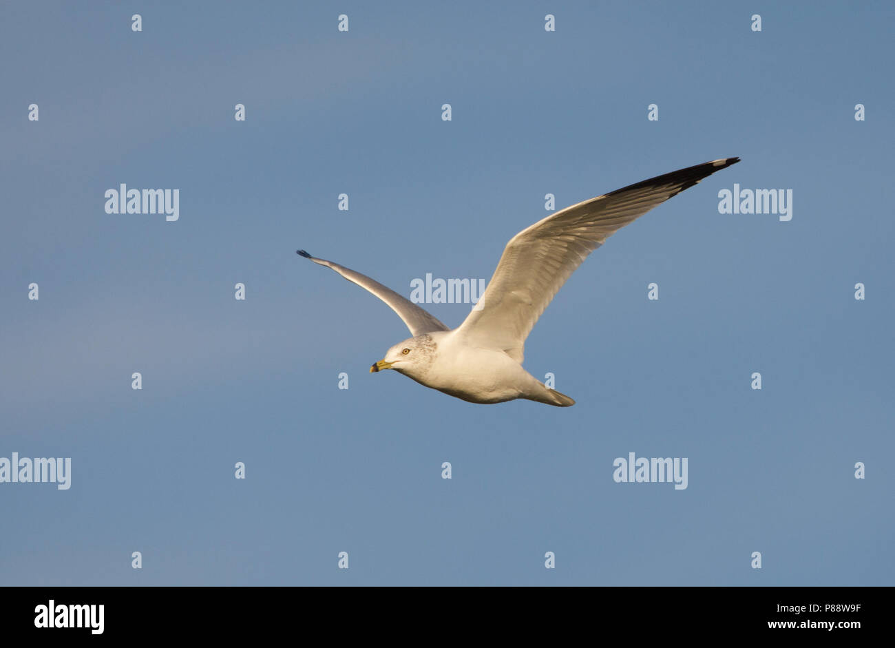 Ring-billed Gull, Ringsnavelmeeuw, Larus delawarensis Stock Photo