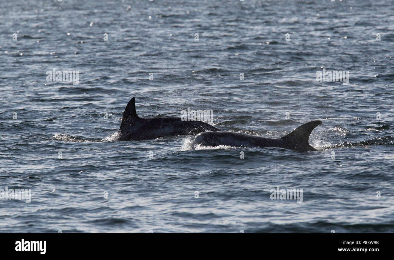 Risso's Dolphins (Grampus griseus)s swimming off the Shetland Islands. Stock Photo