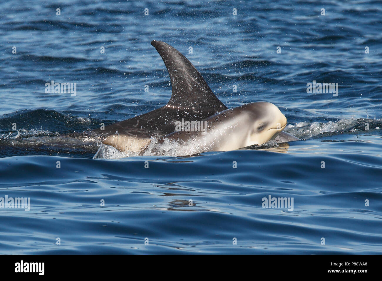 Risso's Dolphins (Grampus griseus)s swimming off the Shetland Islands. Stock Photo