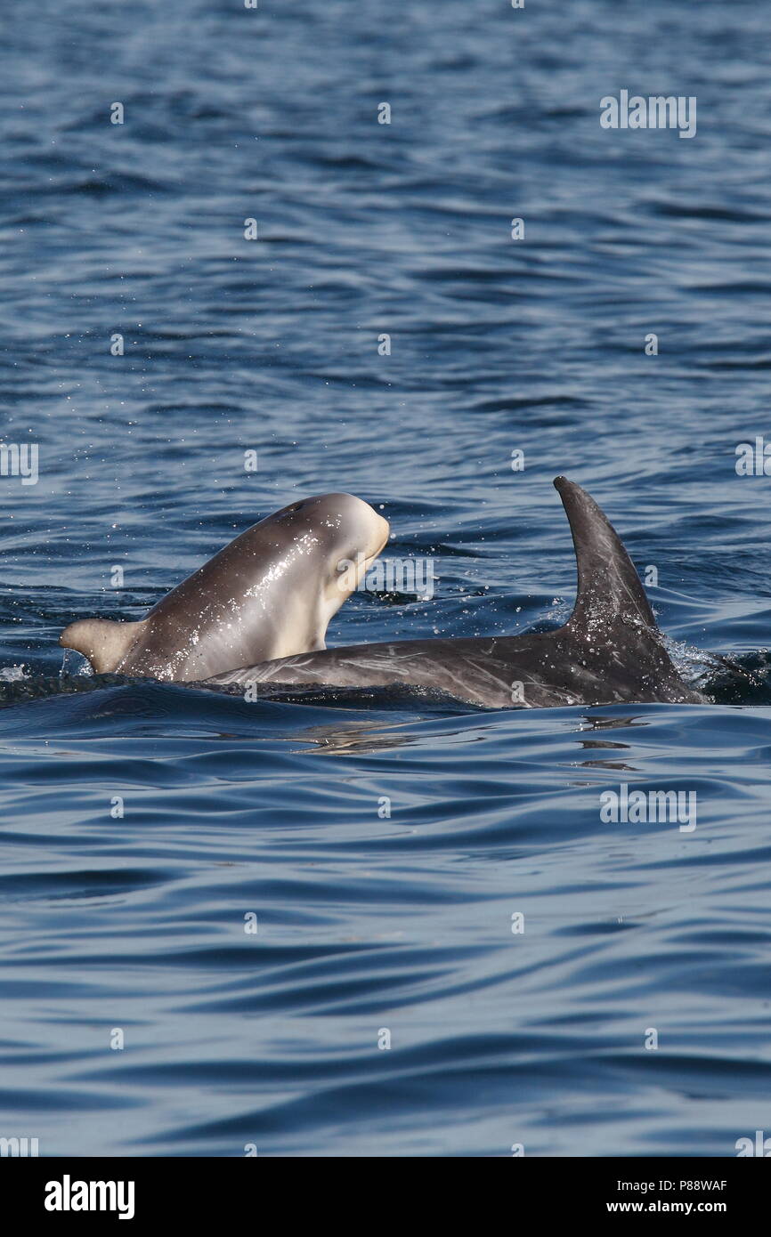 Risso's Dolphins (Grampus griseus)s swimming off the Shetland Islands. Stock Photo