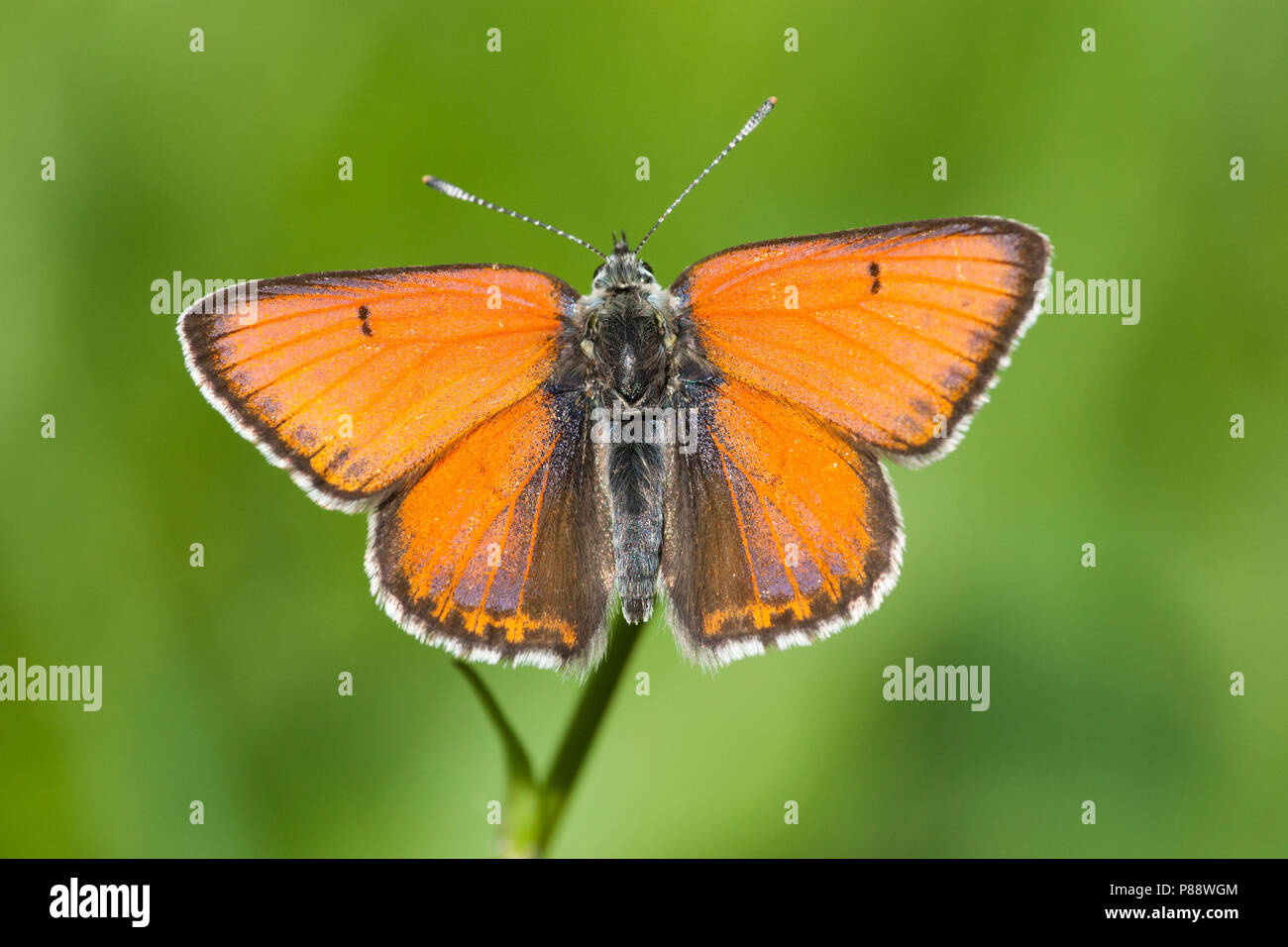 Rode vuurvlinder / Purple-edged Copper (Lycaena hippothoe) Stock Photo