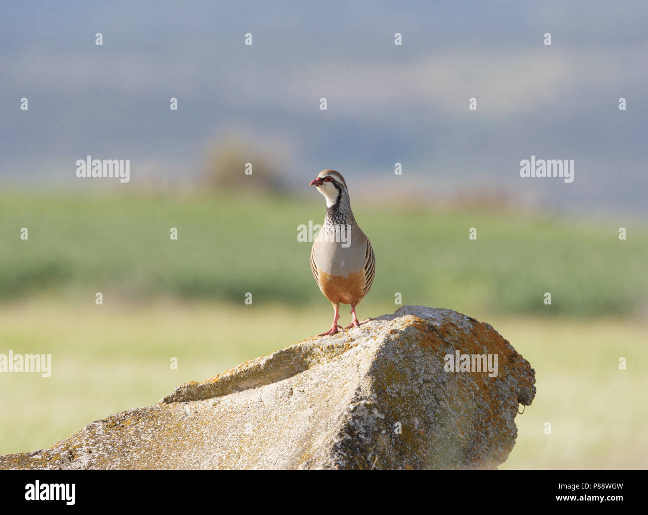 Red-legged Partridge, Rode Patrijs, Alectoris rufa Stock Photo