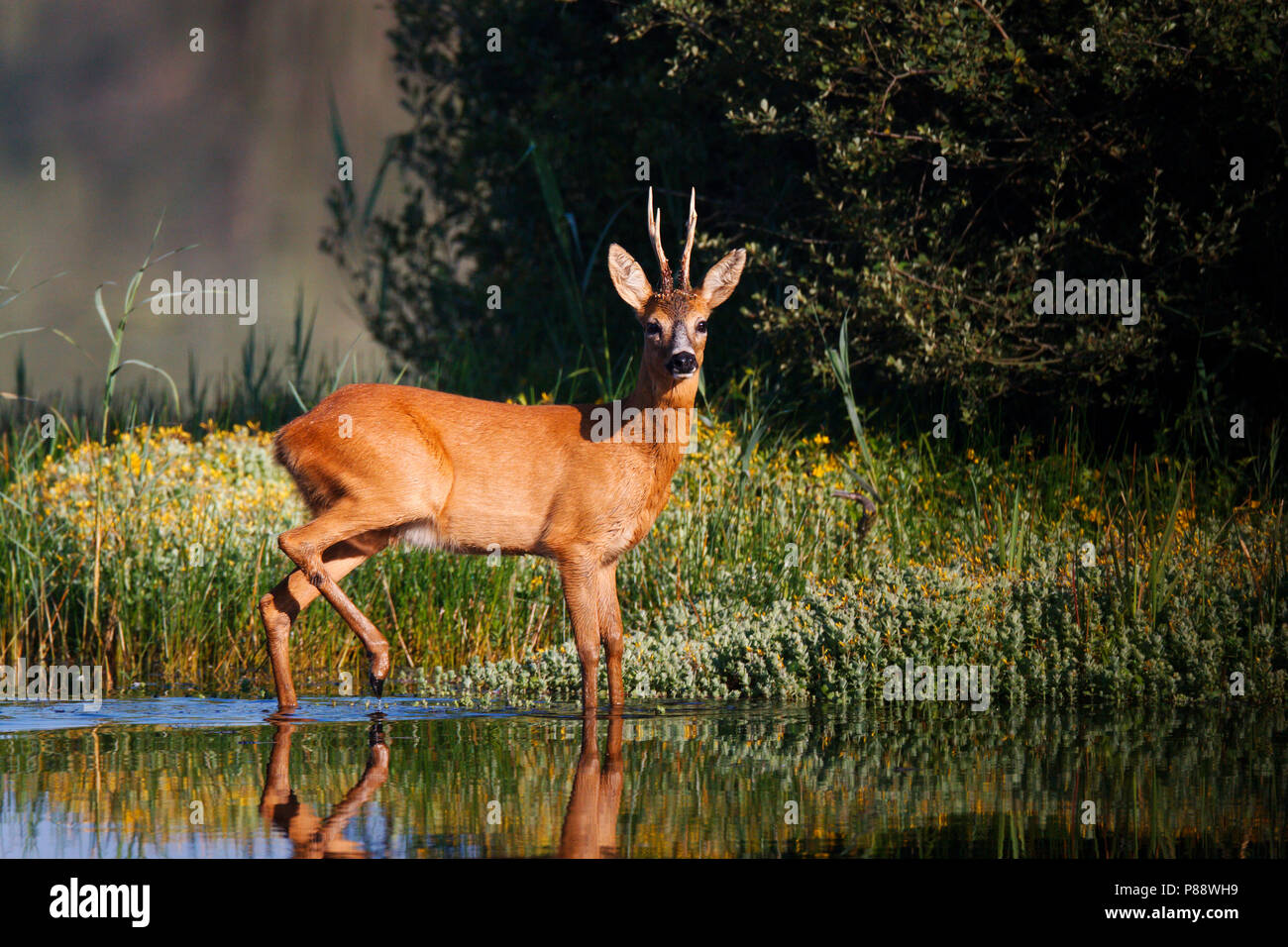 Mannetje Ree lopend, stappend door ondiep water van ven de Banen ; Male Roe deer walking, stepping through shalow water of fen Stock Photo