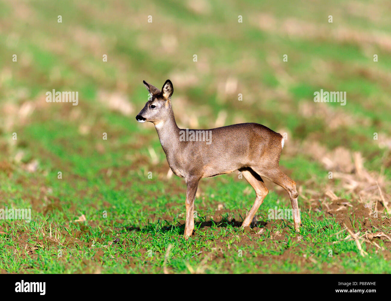 Ree op akker;Roe Deer standing on arable field Stock Photo