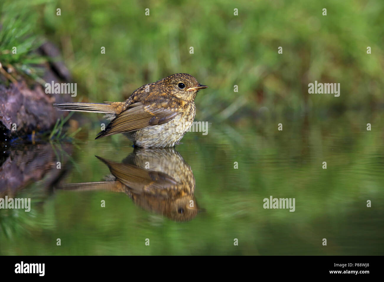 Immature European Robin standing in water in the Netherlands Stock Photo