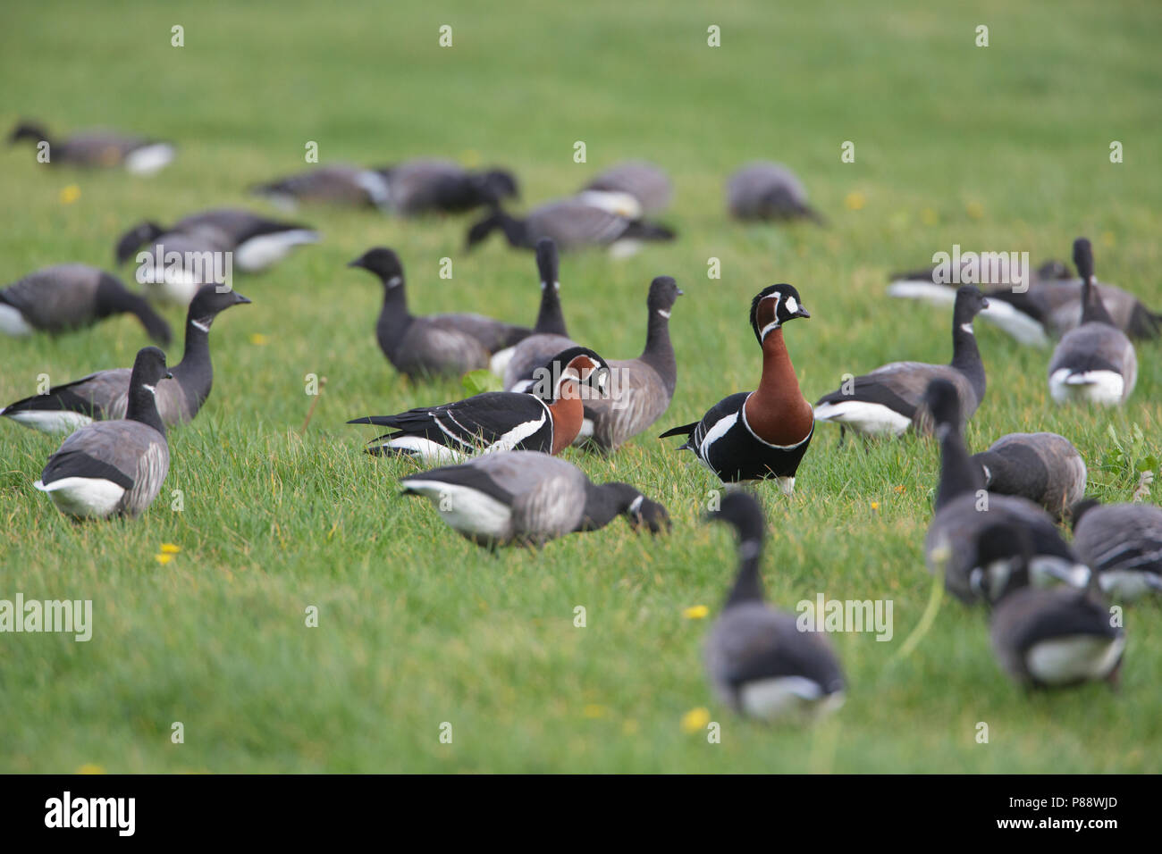 Red-breasted Goose, Roodhalsgans, Branta ruficollis Stock Photo